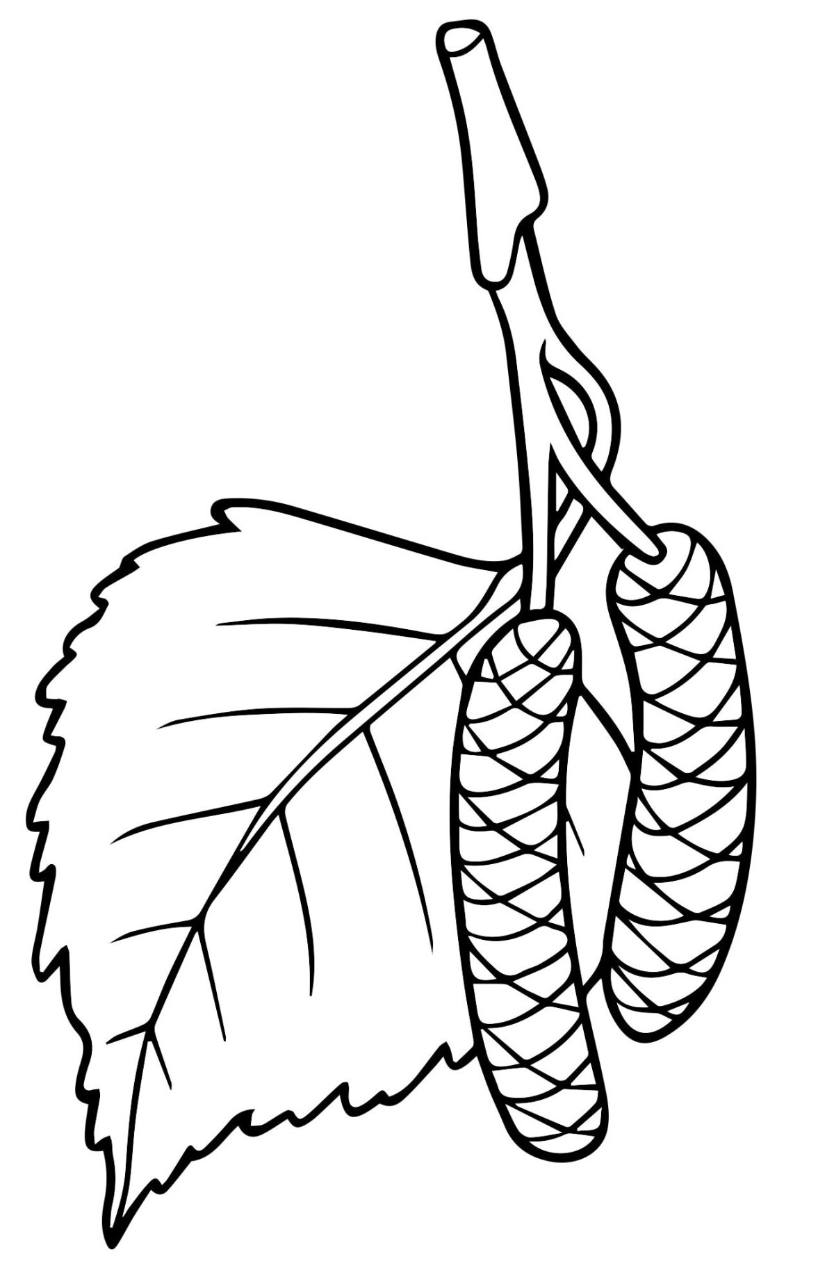 Ствол березы на прозрачном фоне