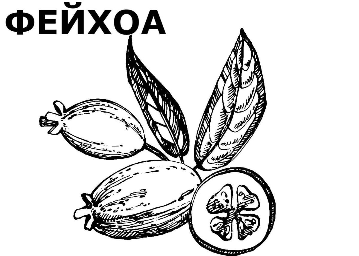 Фейхоа раскраска