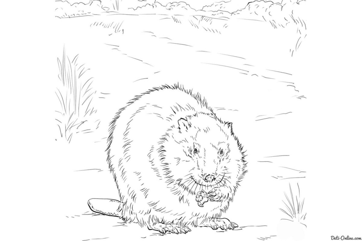 Бобр раскраска для детей