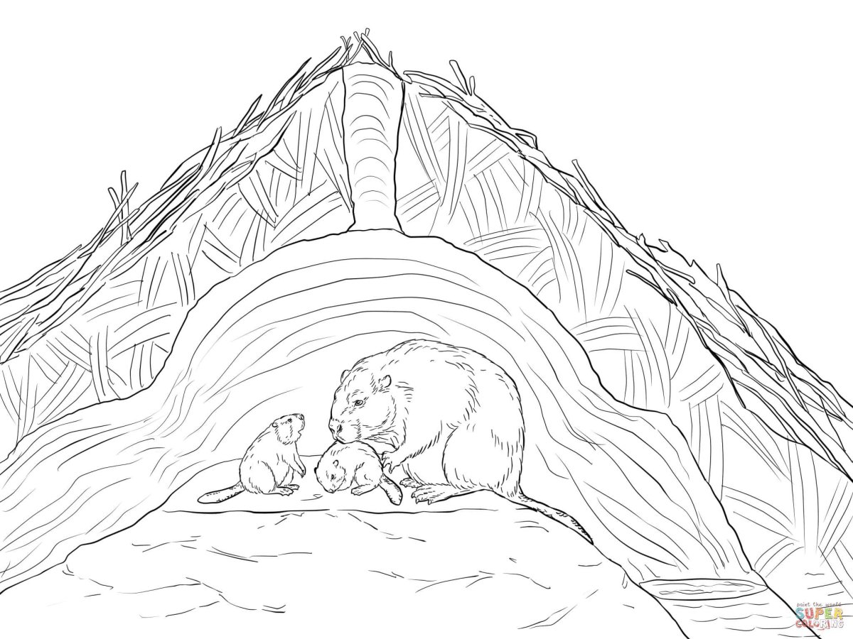 Животные строители раскраска