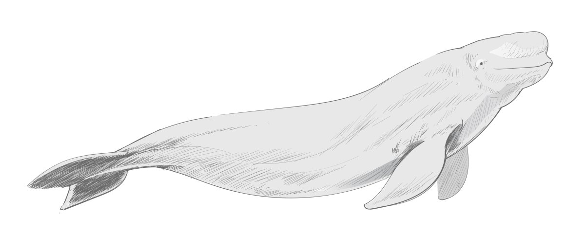 Белуха рисунок