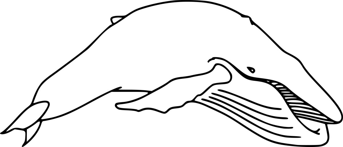 Кит Белуха раскраска