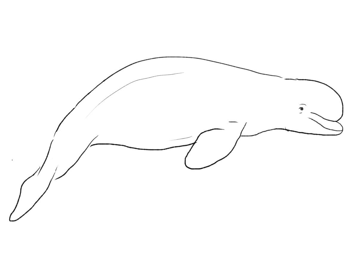 Белуга раскраска