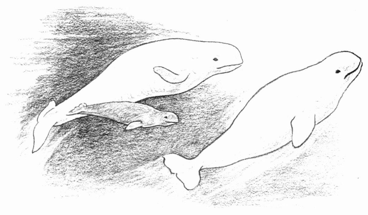 Белуха раскраска