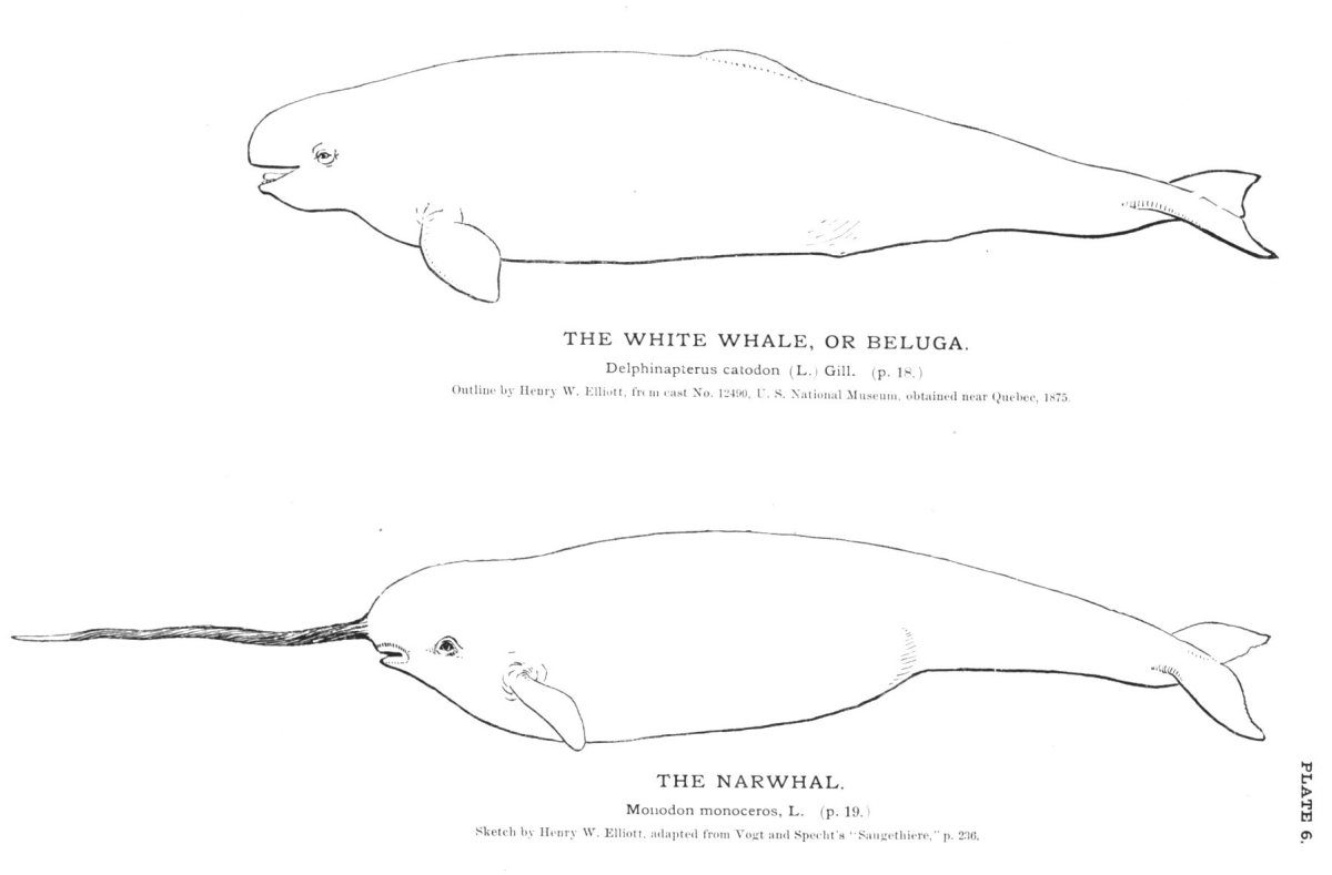 Нарвал выкройка