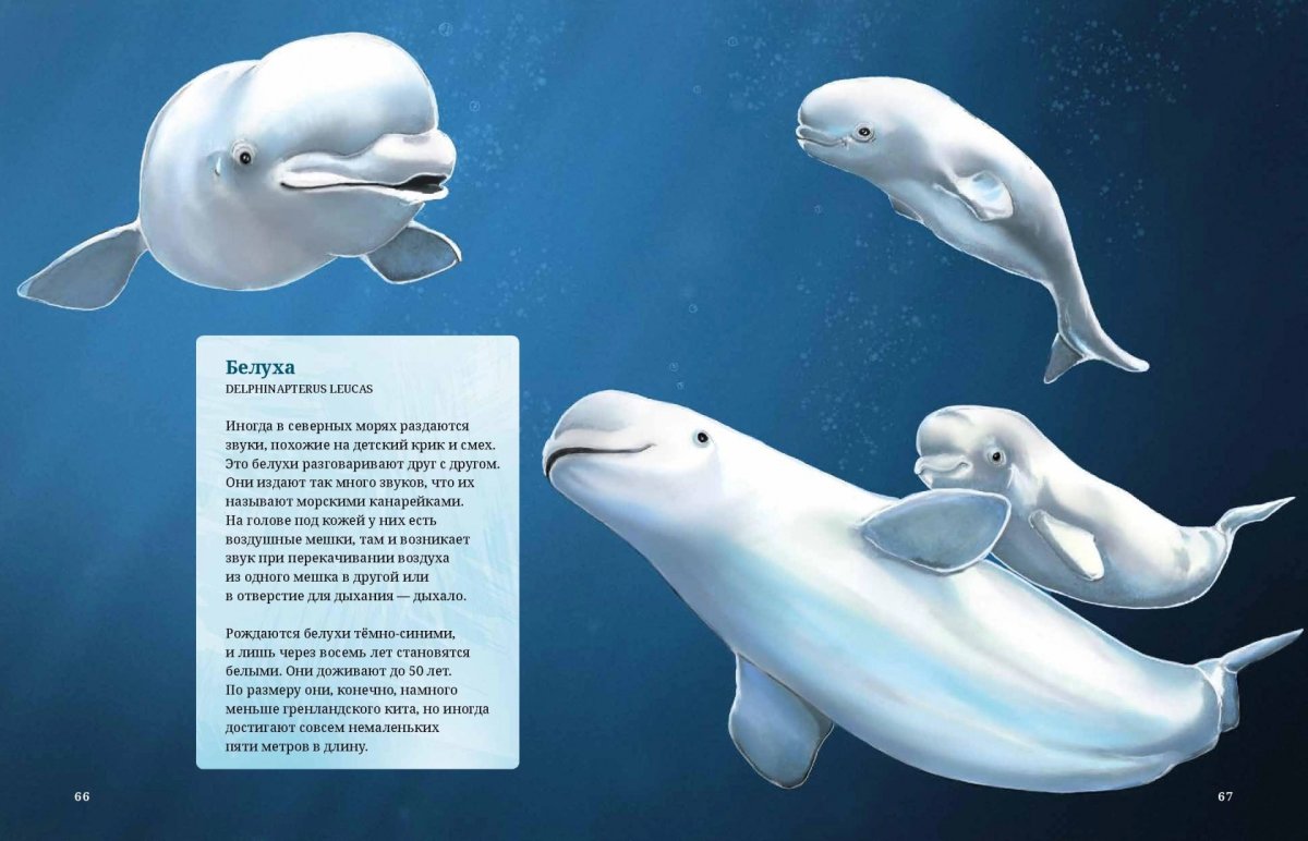 Нарвал и Белуха