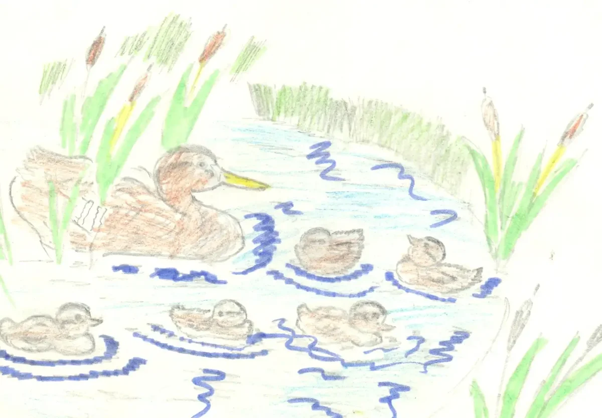 Раскраска пруд с утками