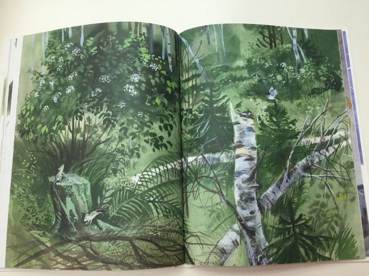 Трясогузка рисунок