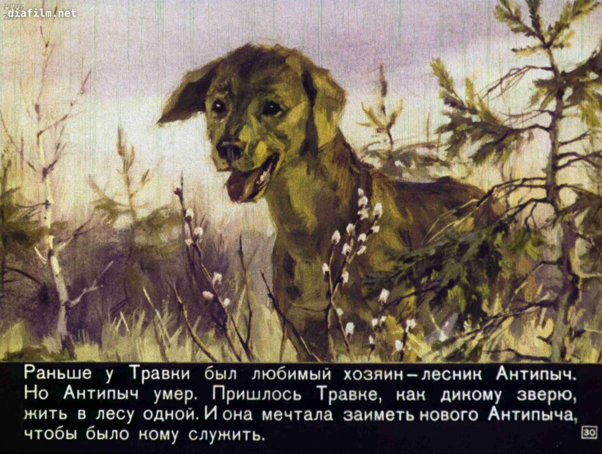 Русский охотничий спаниель вектор