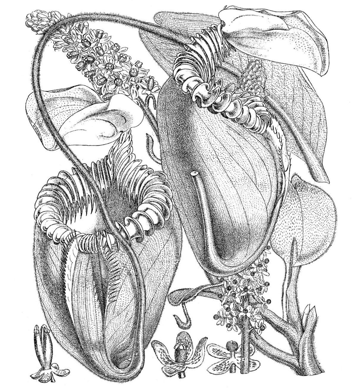 Раскраска хищные растения