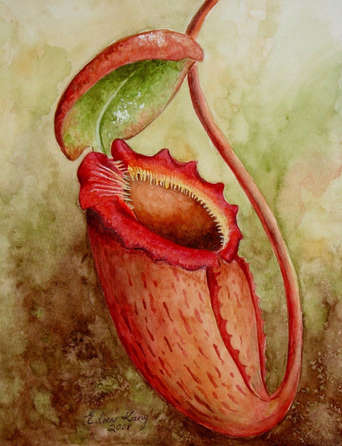 Непентес Хелмсли