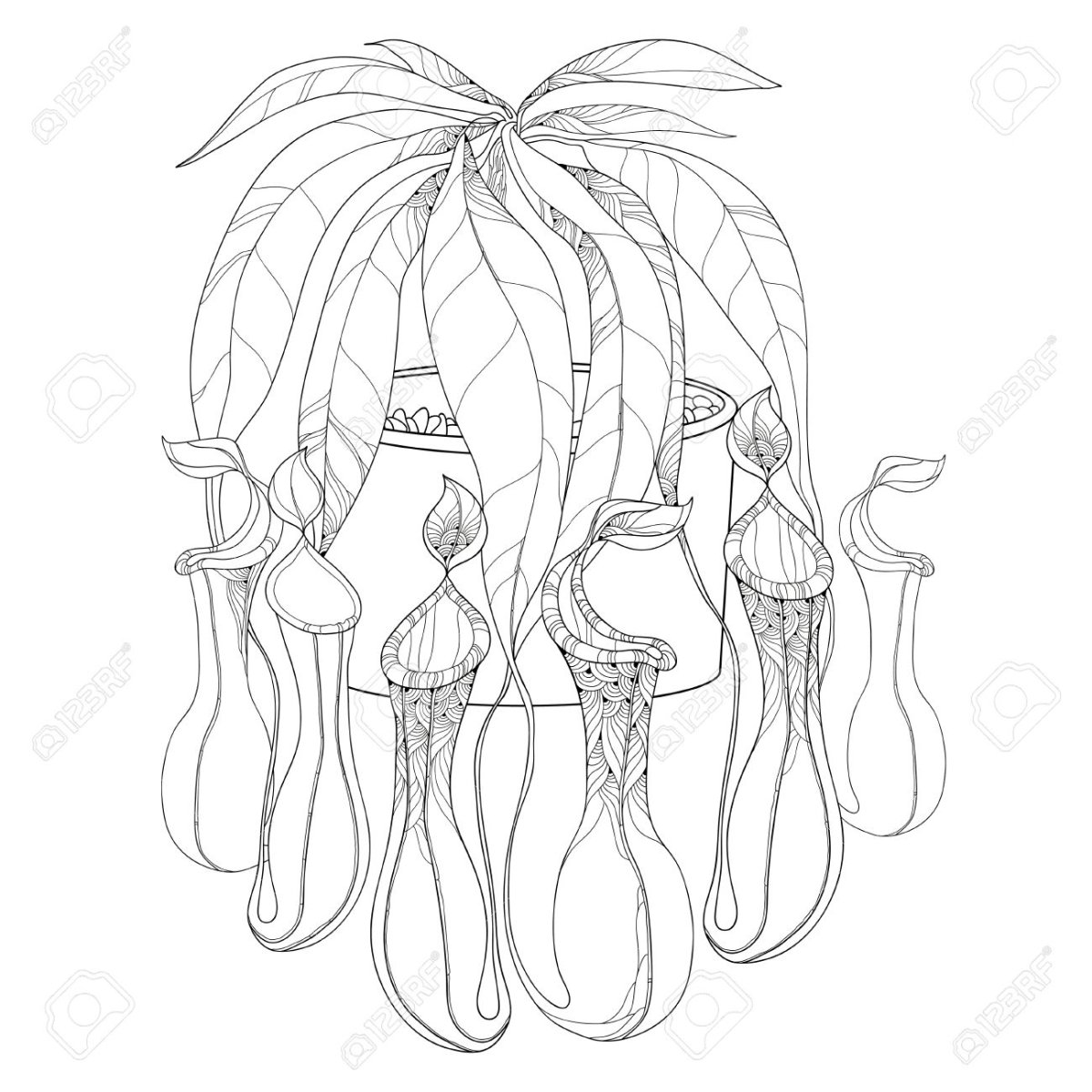 Раскраска Хищные растения