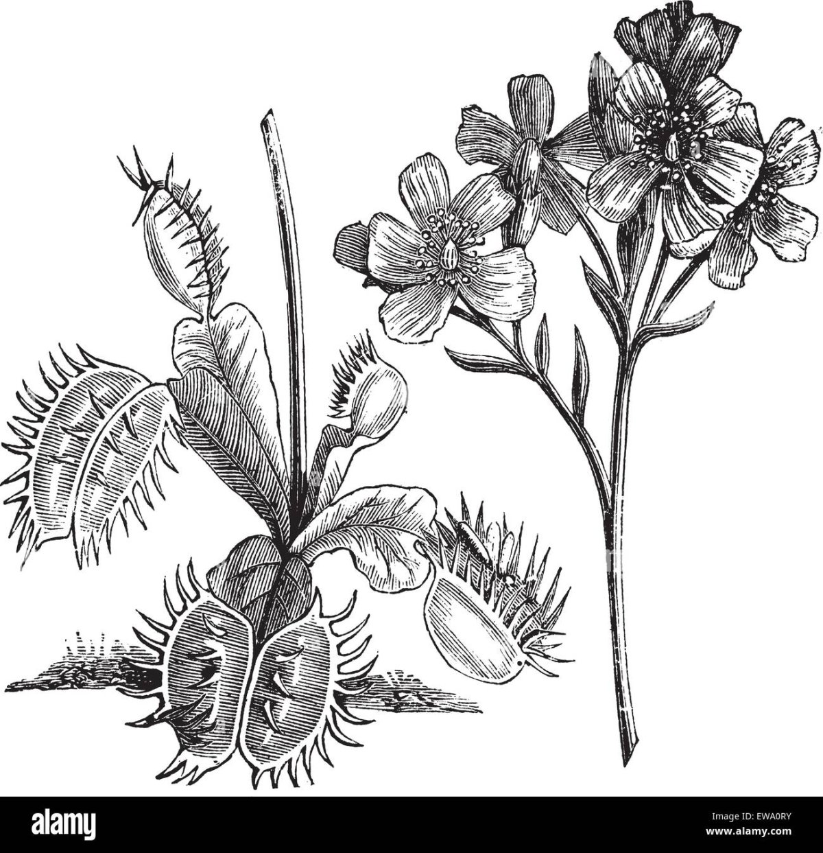 Венерина мухоловка