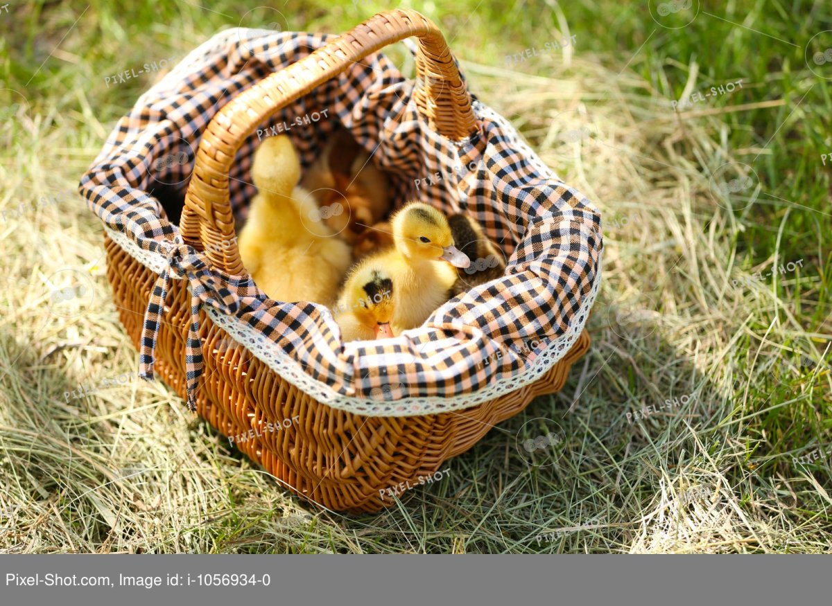 Пришвин изобретатель план