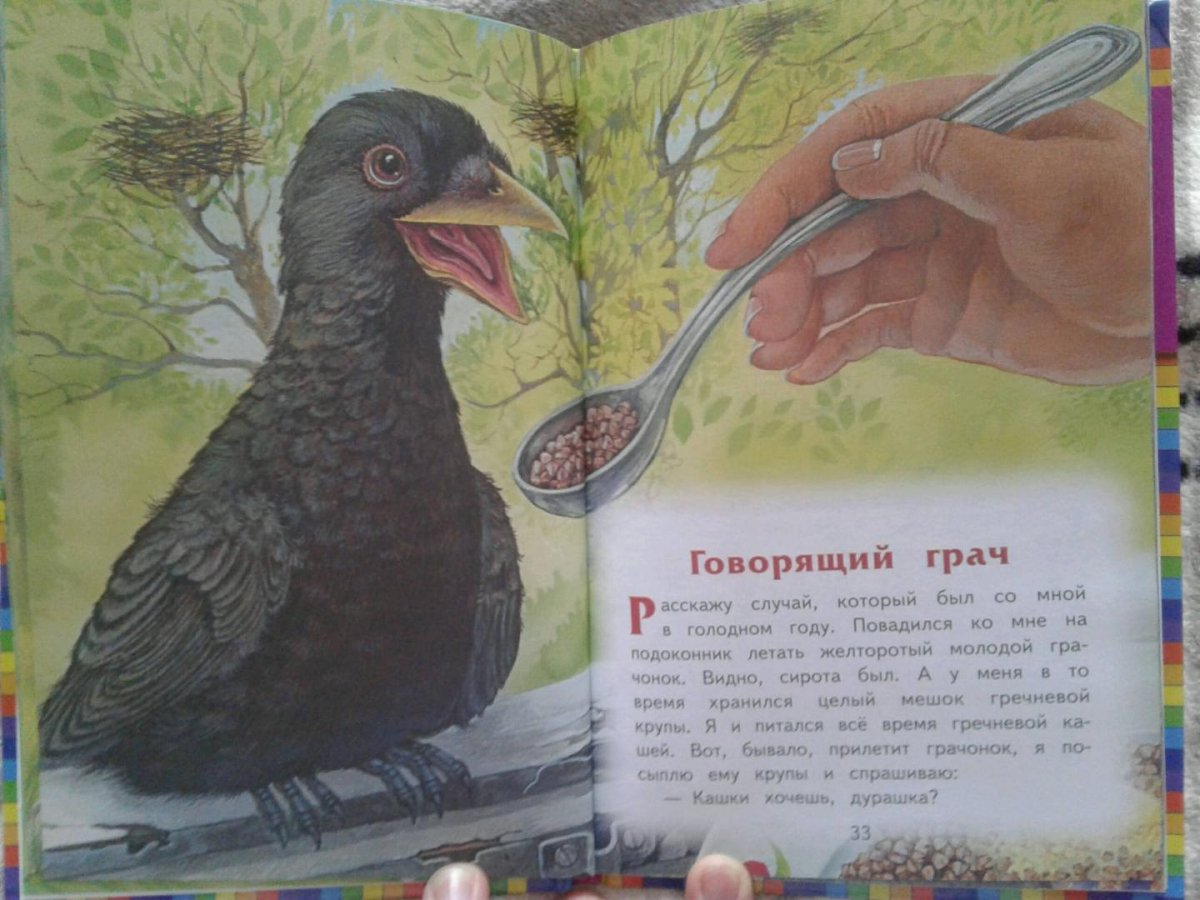 Трясогузка пришвин иллюстрации