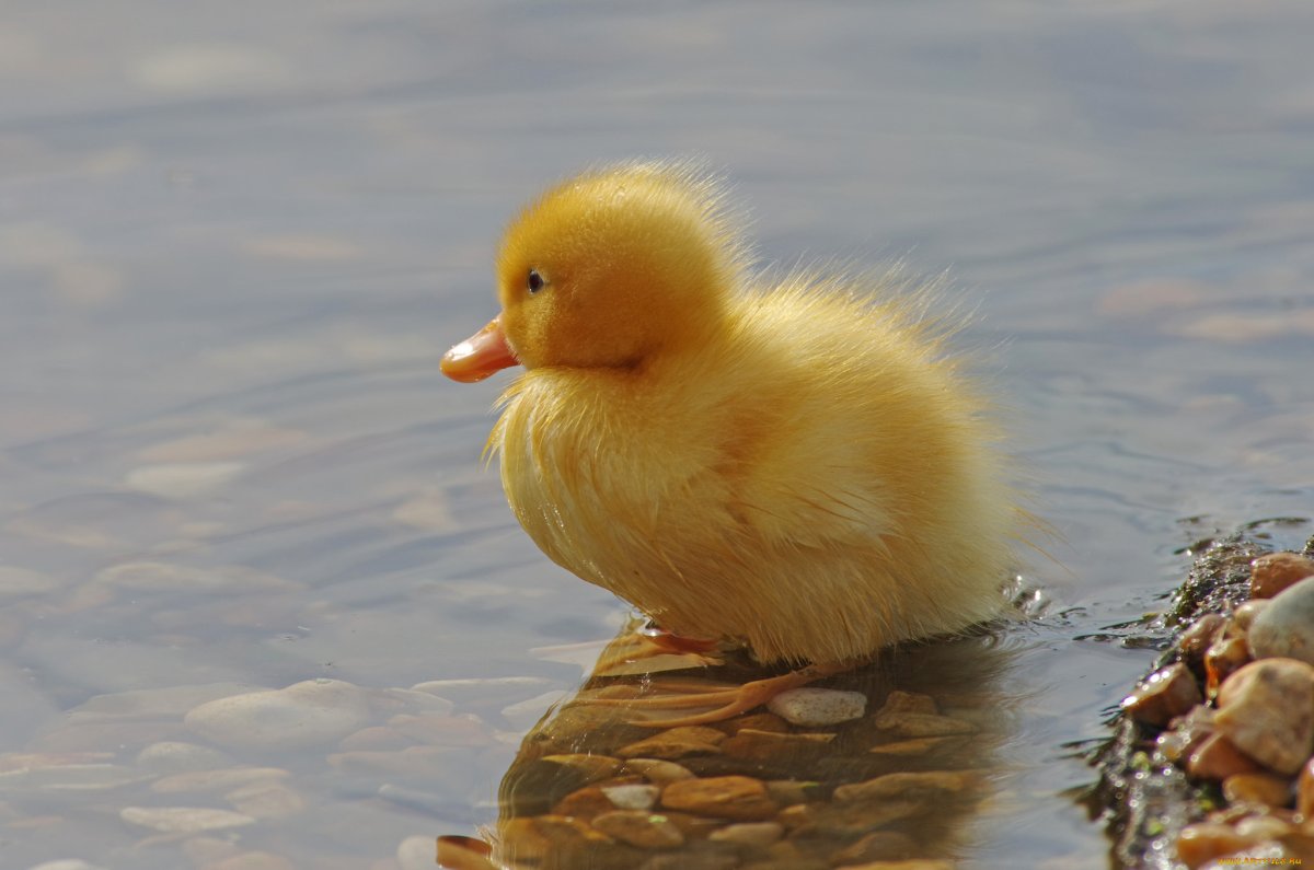 Утята в корзинке
