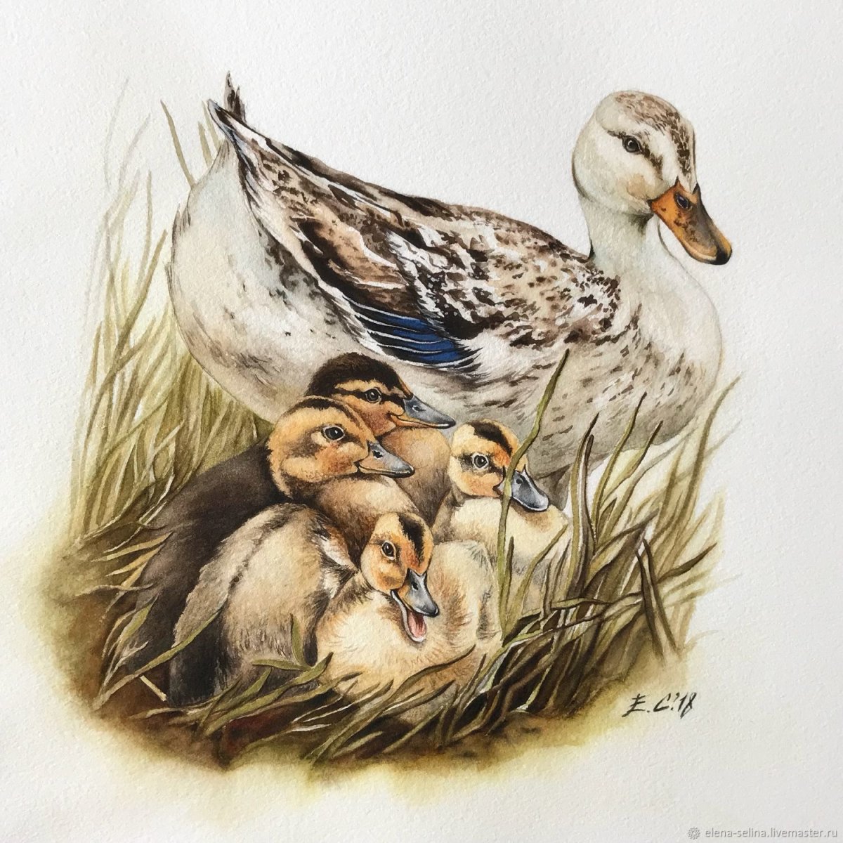 Утка раскраска для детей