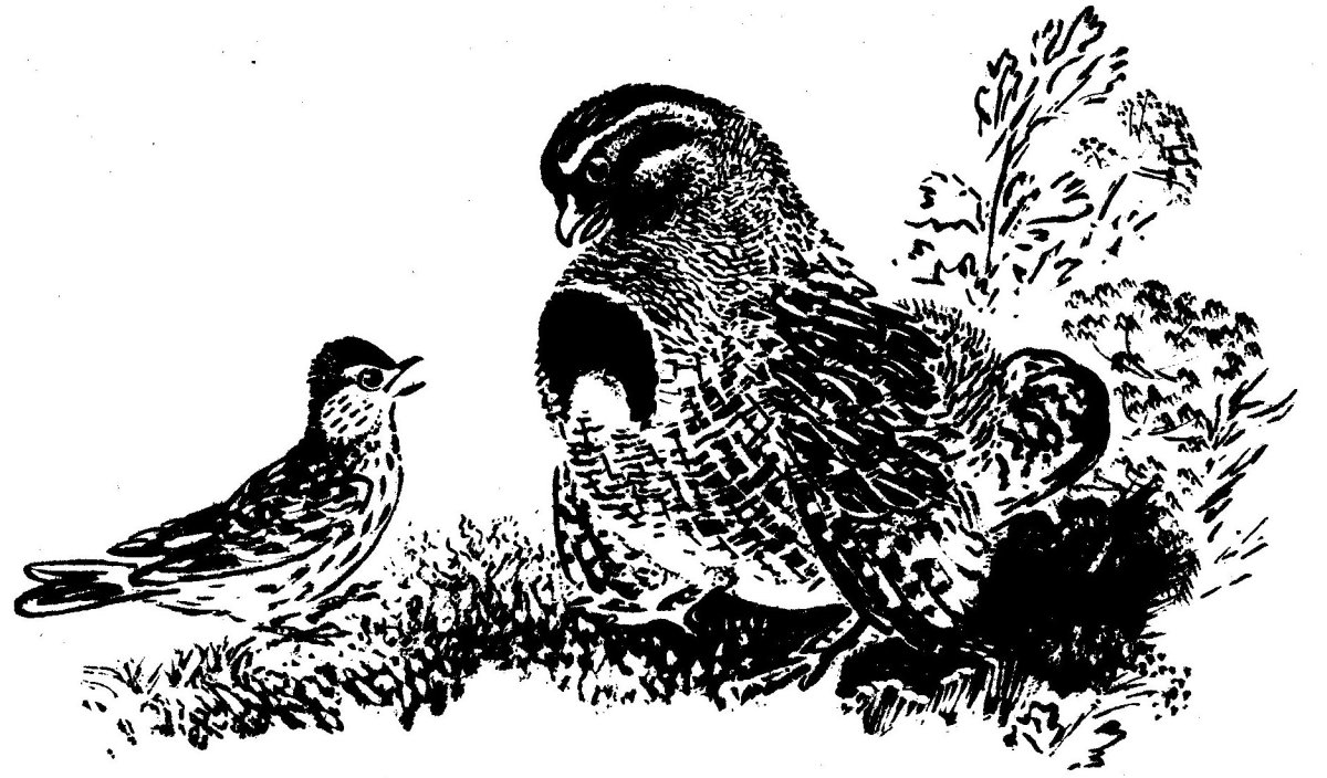 Утка с утятами раскраска