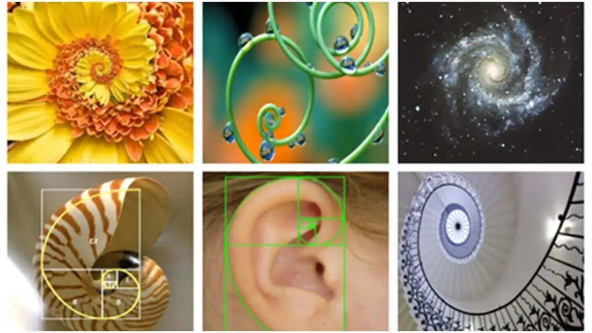 Золотая спираль Фибоначчи в природе