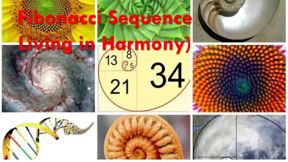 Число Фибоначчи Золотая спираль