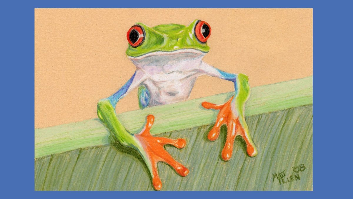 Раскраска лягушки из пинтереста