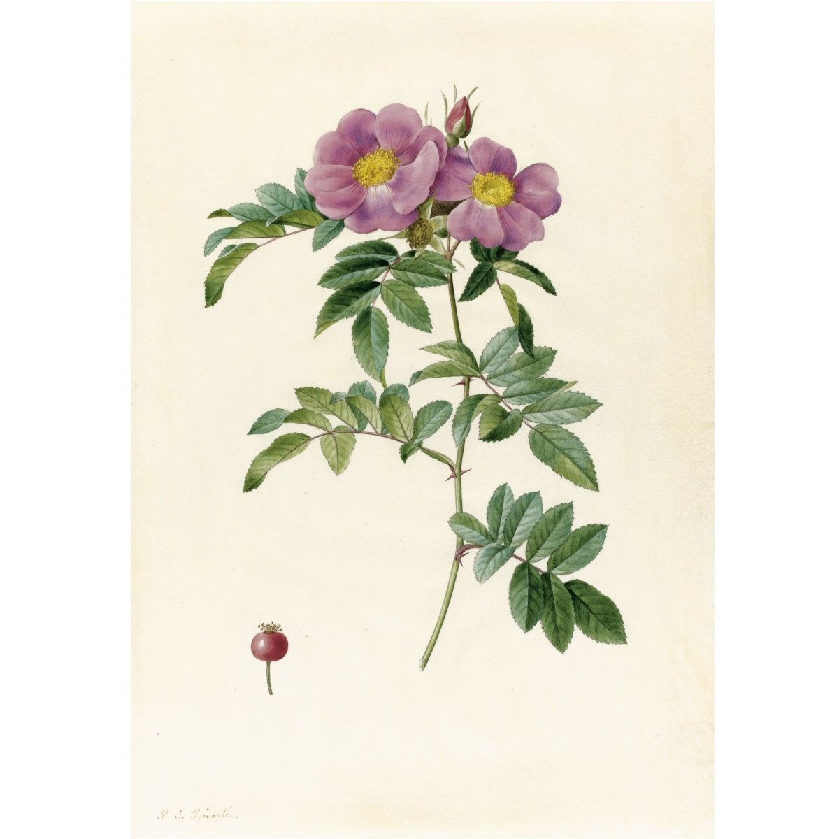 Ботанический атлас Монтеверде