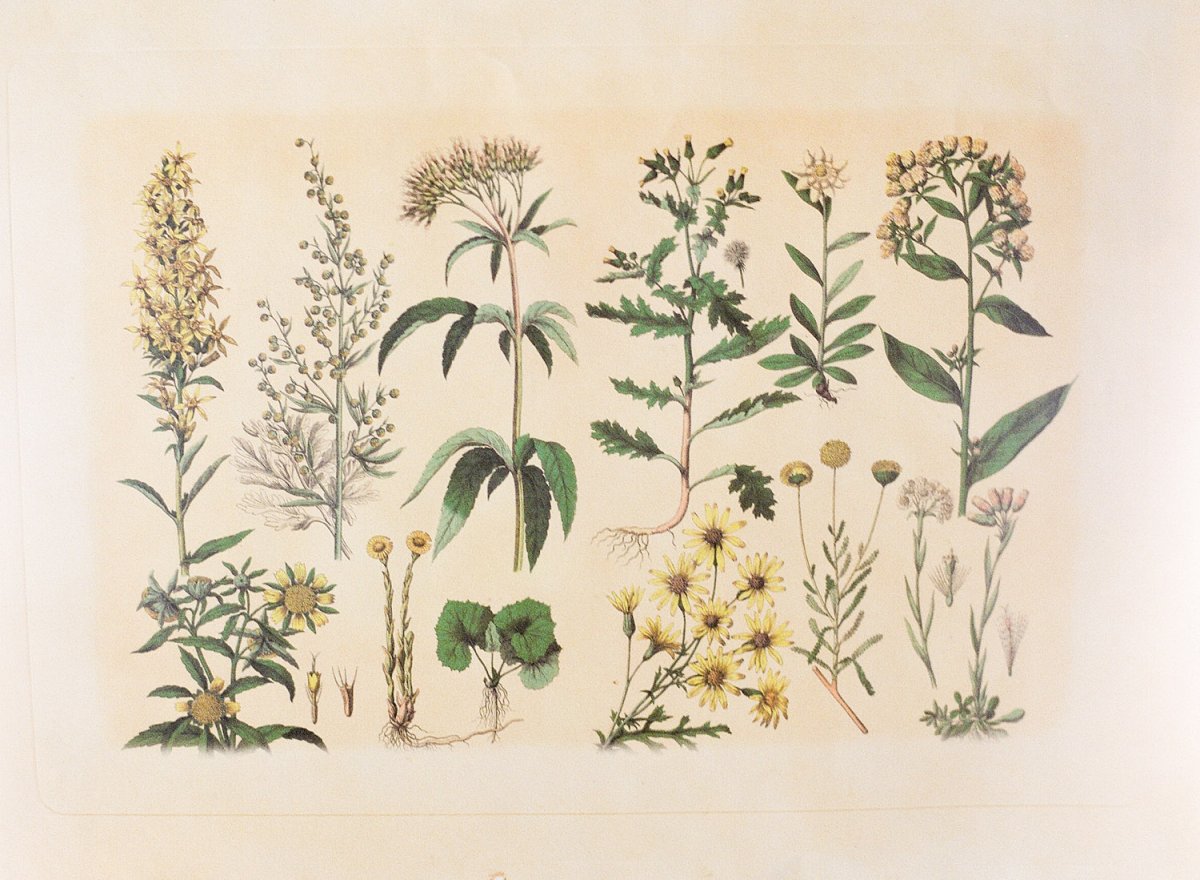 Адольф Миллот - Ботанические иллюстрации