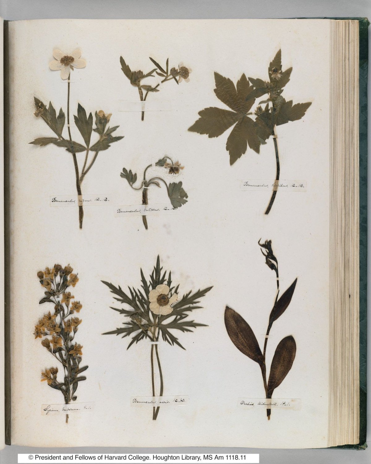 Ботанический гербарий