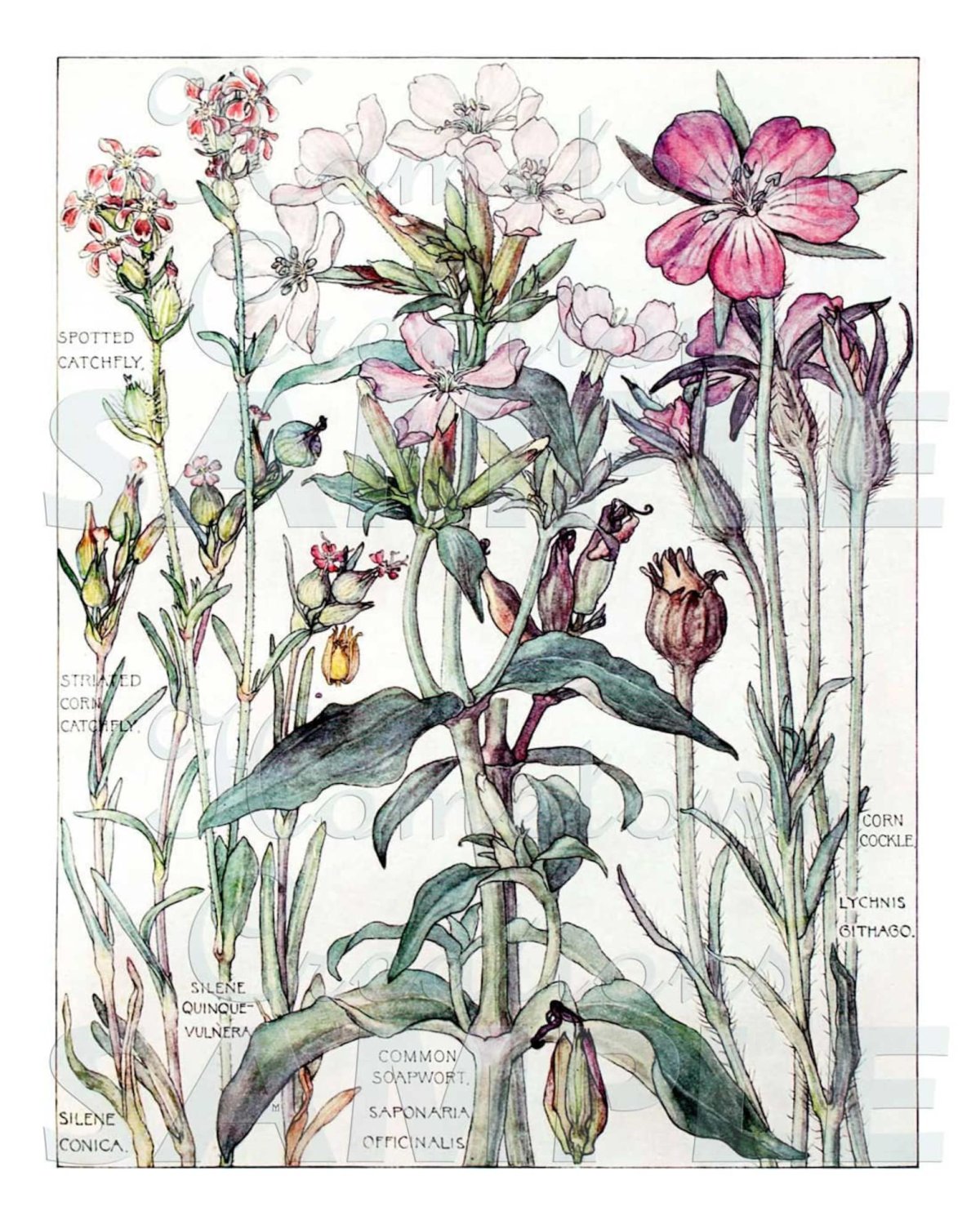 Цветы ретро вектор