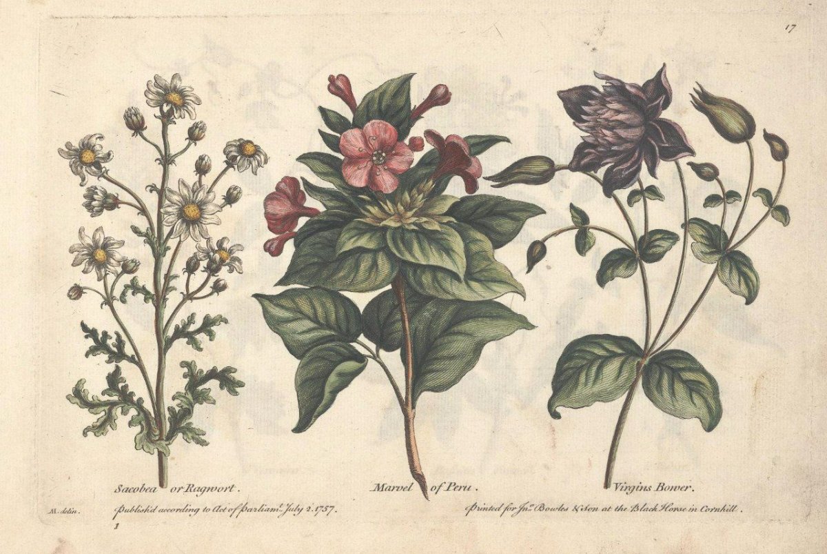 Ботанические иллюстрации Elizabeth Twining