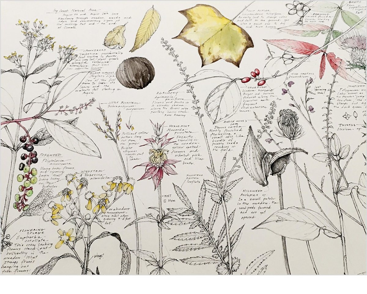 Старинный Ботанический атлас иллюстрации