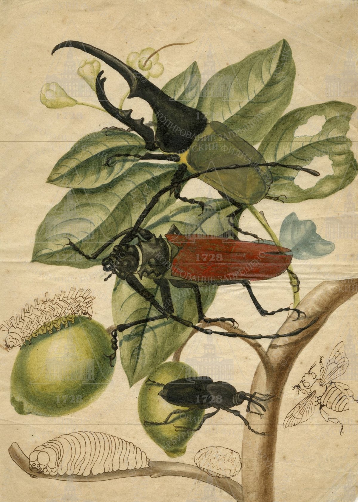 Ботанические иллюстрации лекарственных растенийрастений