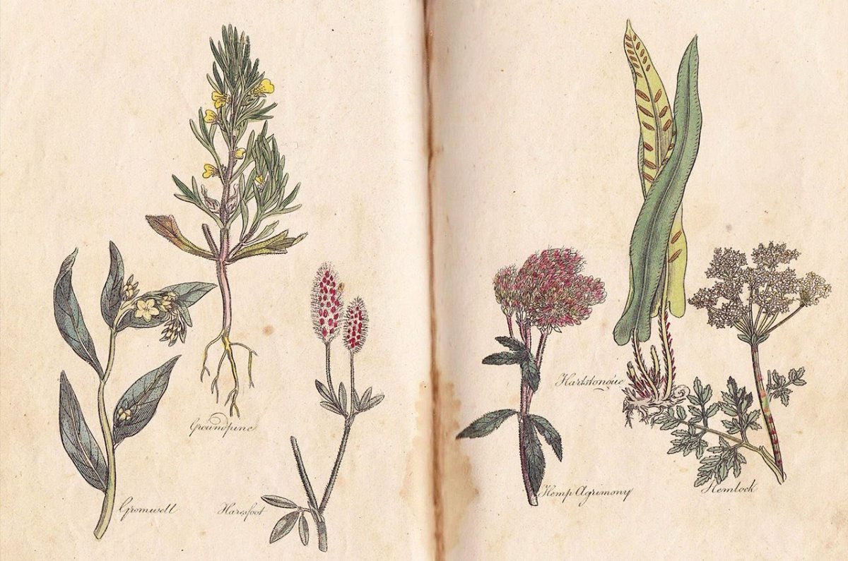 Ботанические иллюстрации цветов