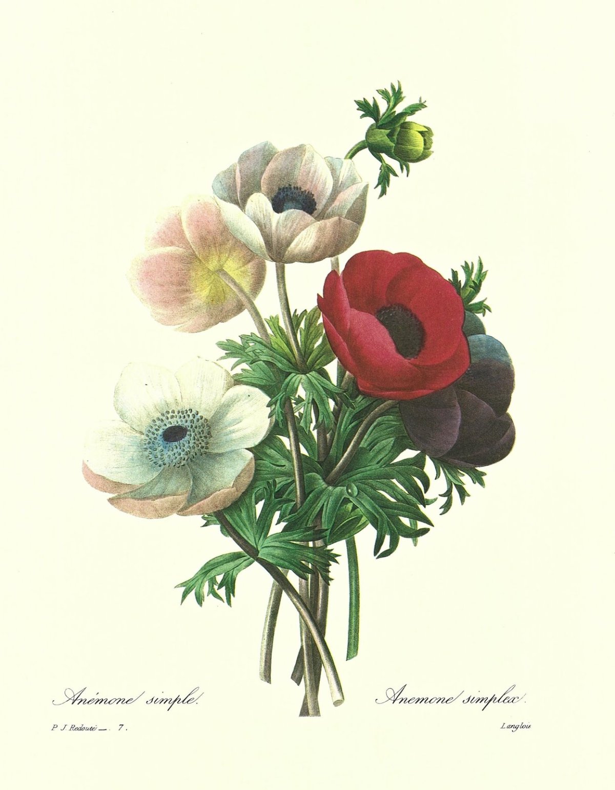 Маргаритка Botanical