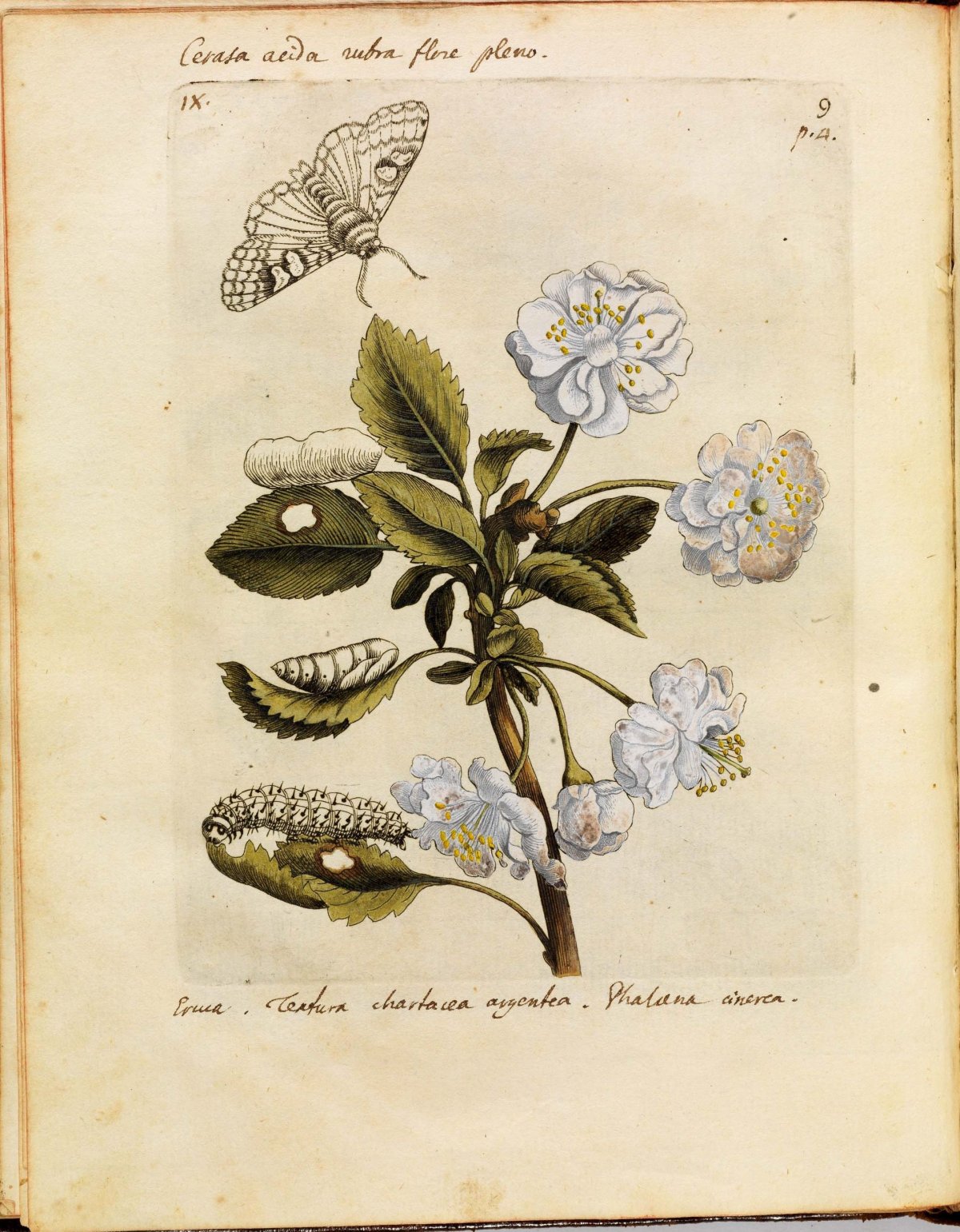 Пассифлора инкарнатная Ботанический рисунок