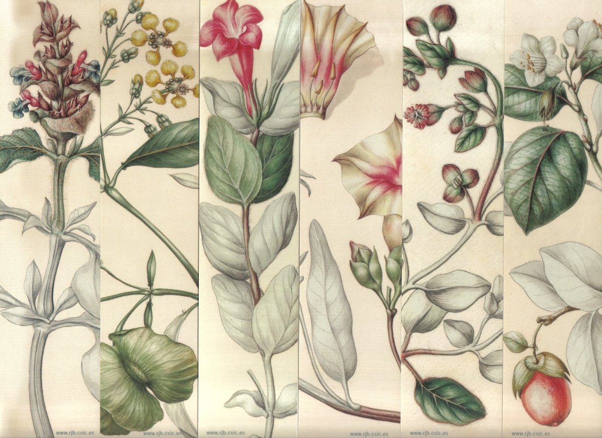 Айва Ботаническая иллюстрация