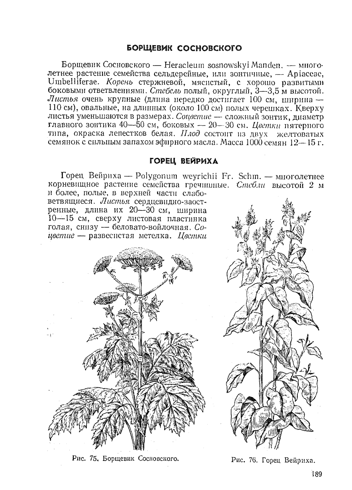 Борщевик Сосновского листья соцветия