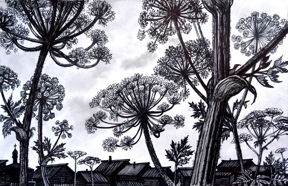 Борщевик Сосновского Ботаническая иллюстрация