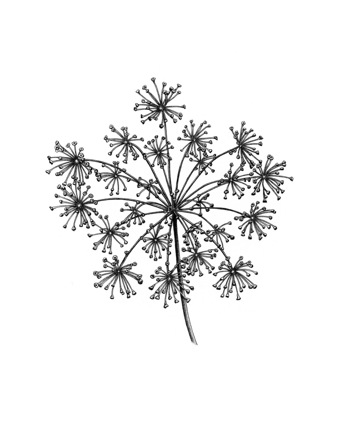 Фенхель стебель