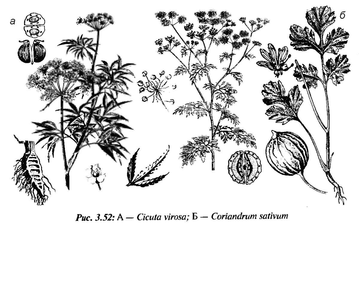 Ярославцев Анатолий Иванович офорт