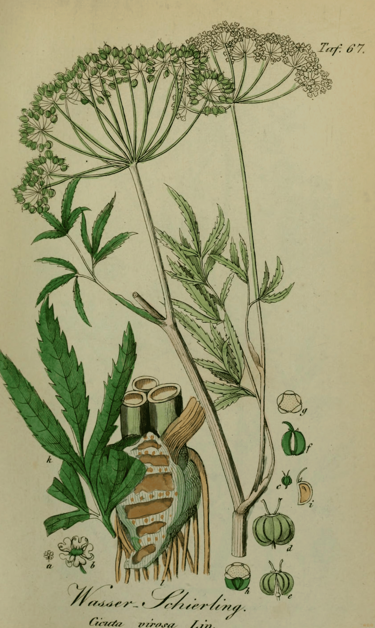 Дягиль гербарий