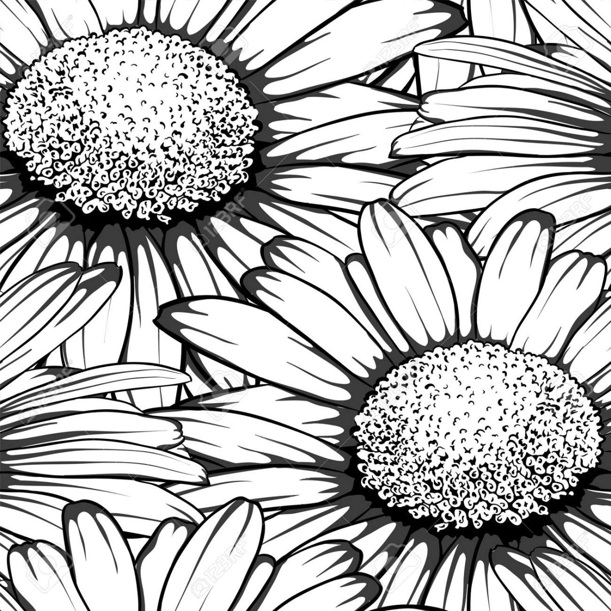 Ромашка на белом фоне рисунок карандашом