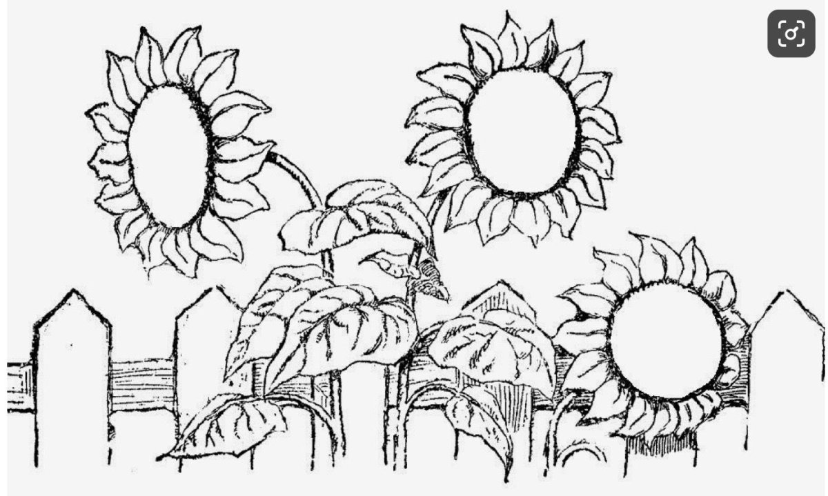 Подсолнух. Раскраска