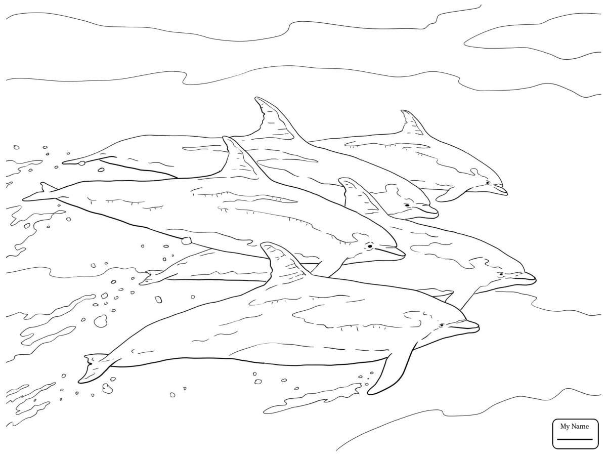 Дельфинчик черно белый