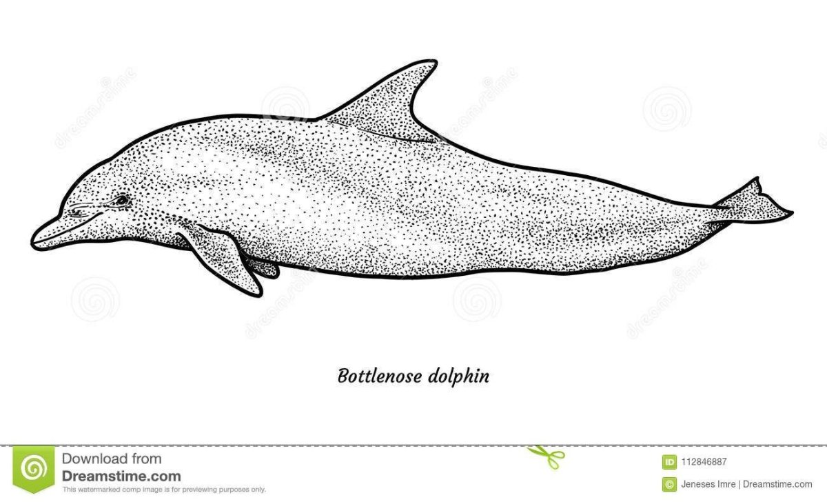 Раскраска антистресс Дельфин