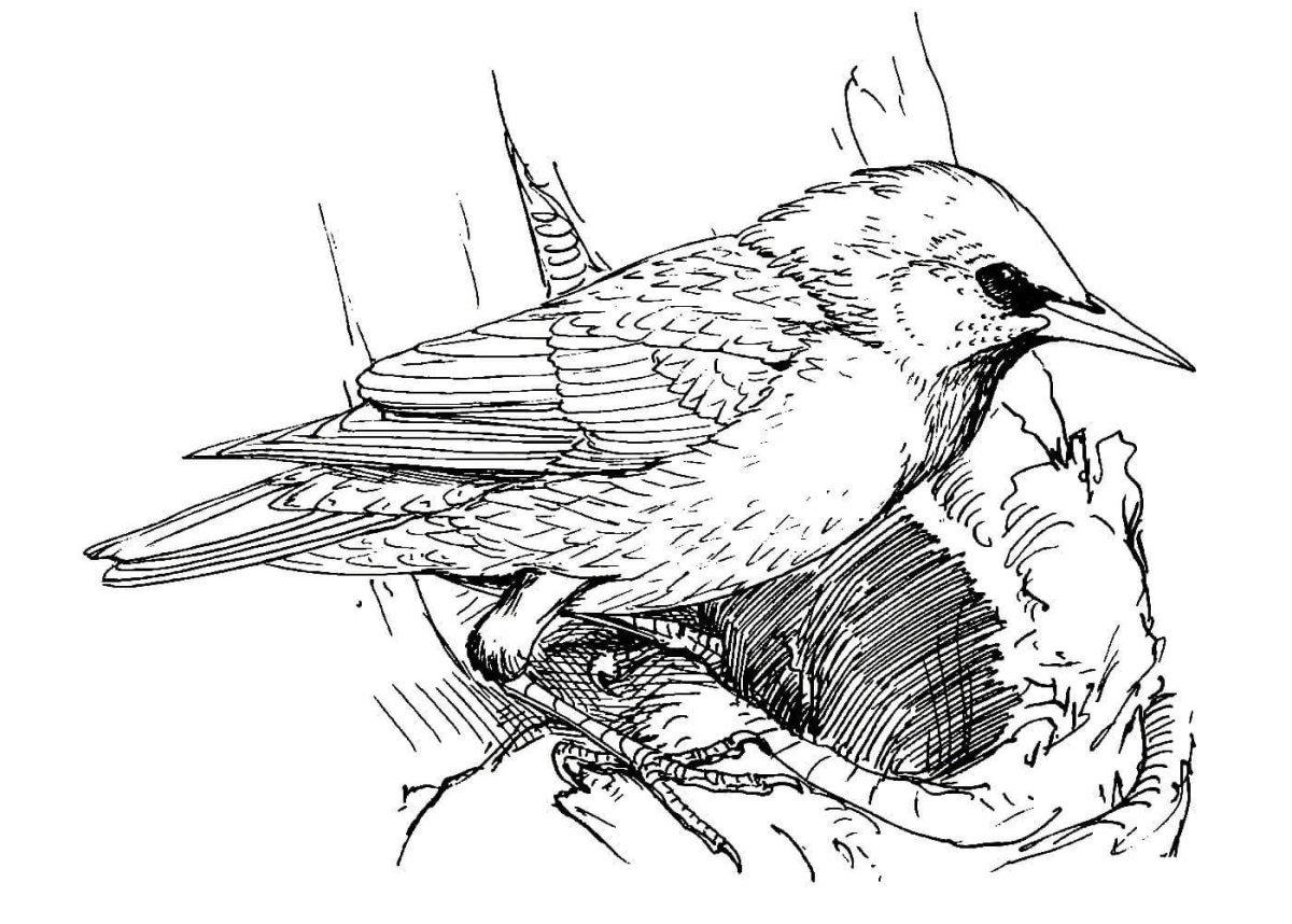 Василий Васильевич Желтухин