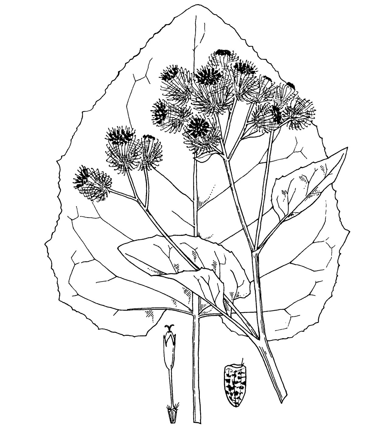 Лопух вектор