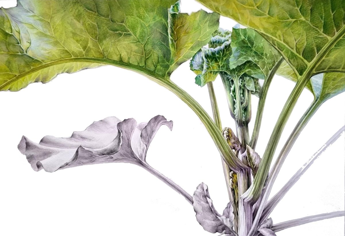 Раскраска салат листовой