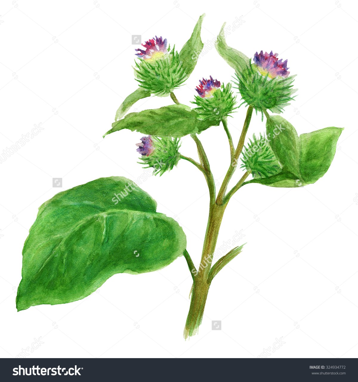 Верблюжья колючка. Чертополох