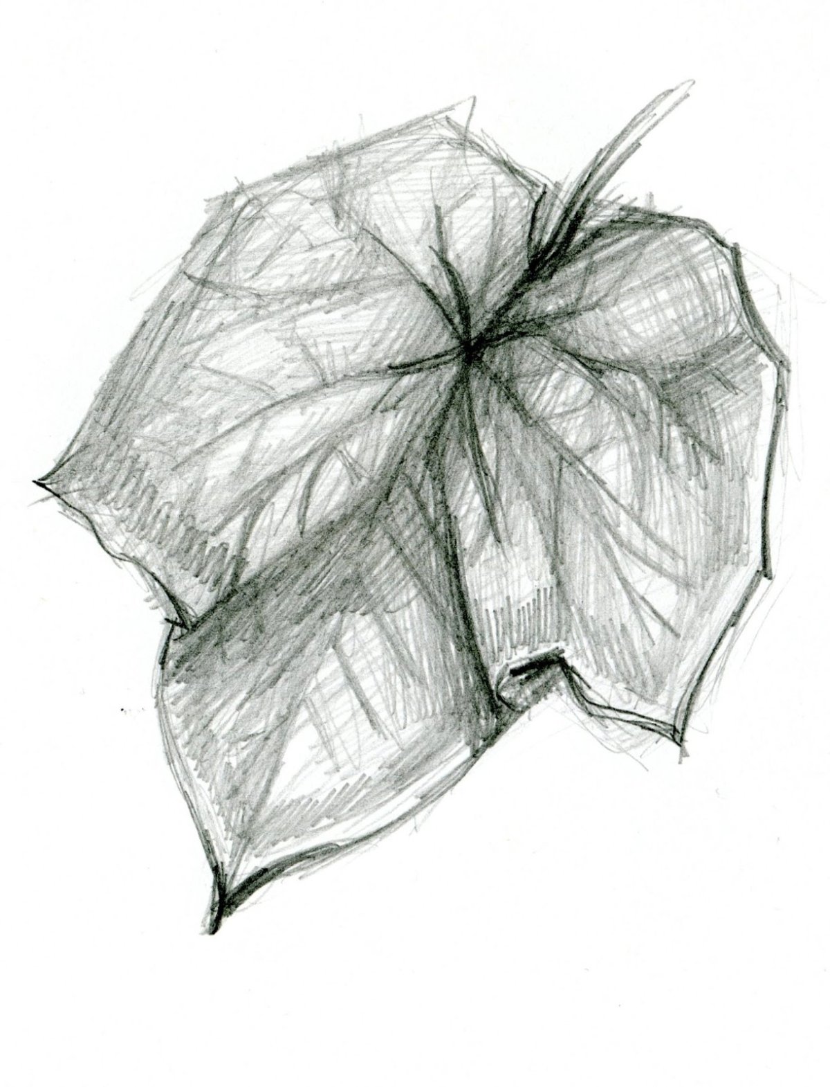 Лекарственные растения раскраска для детей